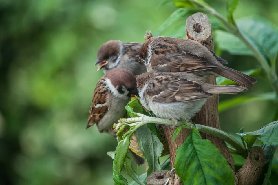 Plusieurs moineaux sur une branche